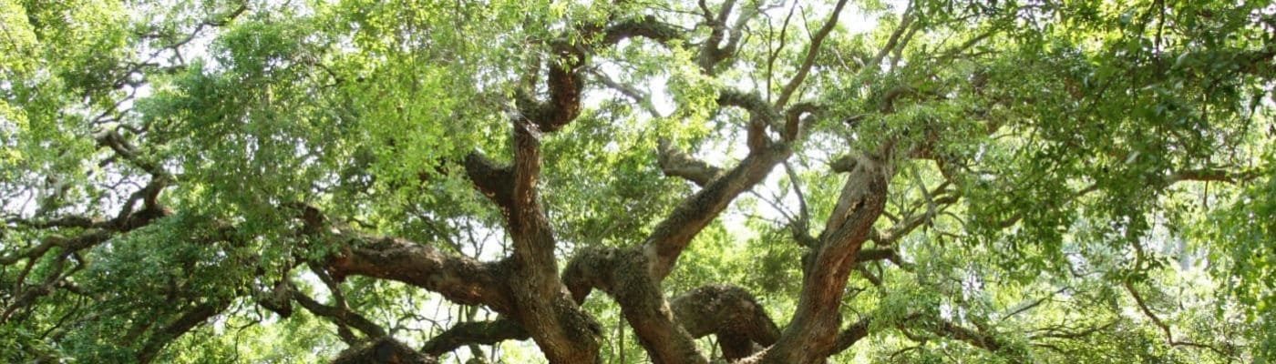 oduduwa-nigeria.com_Ìrókò